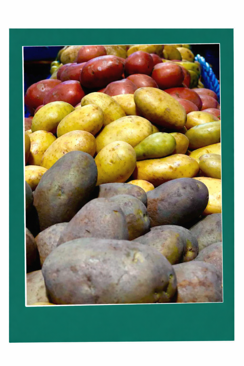 Colourful assortment of potatoes